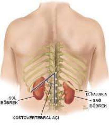 Böbreklerimiz