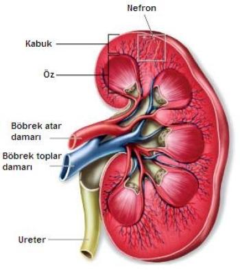 Böbreğin yapısı nasıldır